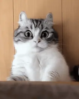 😳 0dcd6be7 kot, słodki, zszokowany, niespodzianka, zwierzę domowe, zwierzę telegram sticker