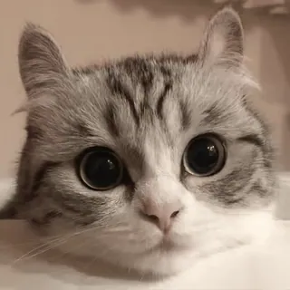 👀 34c75851 kot, kotek, słodki, zwierzę, zwierzę domowe, oczy telegram sticker