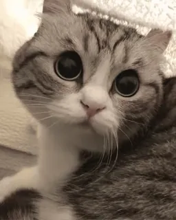 🙄 35248750 kot, kociak, słodki, zwierzę, zwierzak telegram sticker