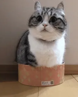 ☺️ 3eabdd0c kot, zwierzę domowe, zwierzę, pudełko, kot domowy, słodki, koci telegram sticker