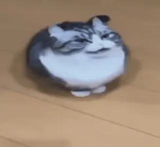 😡 95117d11 kot, śmieszne, zwierzę, zwierzę domowe, mem, okrągły kot, gruby kot telegram sticker