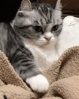 😤 a24e0050 kot, kociak, zwierzę domowe, zwierzę, kot domowy, kotowate, pręgowany telegram sticker