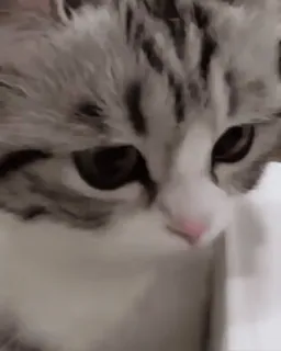 ☺️ ac81429a kot, kociak, zwierzę domowe, zwierzę, słodki, koci telegram sticker