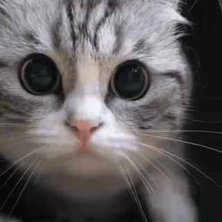 👀 b31c29d6 kot, kociak, zwierzę, słodki, zwierzę domowe, oczy, scottish fold telegram sticker