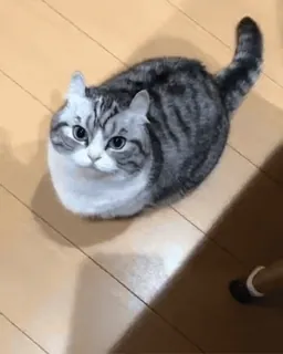 😤 c6db47c2 kot, słodki, zwierzę domowe, zwierzę, domowy, kociak, koci telegram sticker