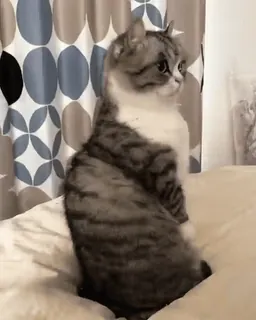 🤨 e30487e6 kot, zwierzę, zwierzak, słodki, domowy, koci telegram sticker