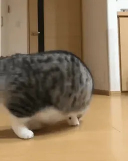 😴 f9a27905 kot, zwierzę, zwierzak, zwierzę domowe, kotowate, spacerujący telegram sticker