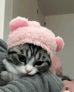 ☺️ fa6f13c4 kot, kociak, zwierzę, zwierzak, kapelusz, różowy telegram sticker