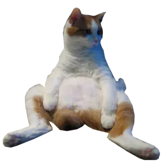 😕 341c5ffa gatto, seduto, rilassato, animale domestico, felino telegram sticker