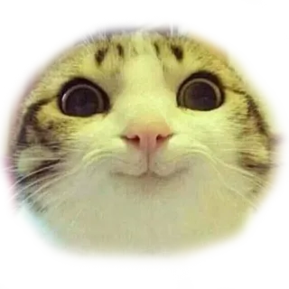 😊 4e1cd606 gatto, gattino, animale, carino, animale domestico, meme telegram sticker