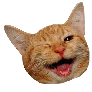 😉 57ddeb2b gatto, animale, gatto arancione, felice, animale domestico, occhiolino telegram sticker