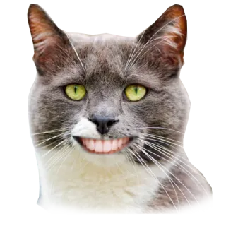 😄 5ac9d130 gatto, animale, meme, divertente, denti, sorriso telegram sticker