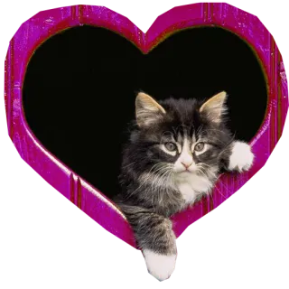 ❤ a46e7840 gattino, gatto, cuore, carino, animale, animale domestico telegram sticker