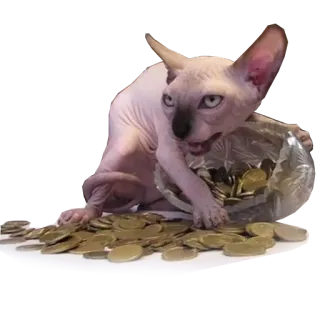 kotiki_huyotiki telegram stickers