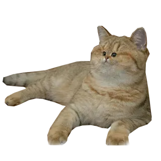 😳 c888cbae gatto, animale, animale domestico, felino, gatto domestico, gatto dorato, sdraiato telegram sticker