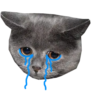 😢 d6be2b54 gatto, triste, piangere, animale, animale domestico, emozioni telegram sticker