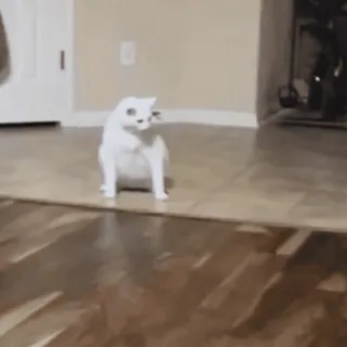 🤩 03776d2b gato, animal, gato blanco, animal doméstico, mascota telegram sticker