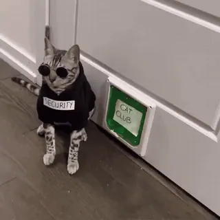 🤩 1ae07501 SECURITY, CAT CLUB gato, seguridad, club, animal, gafas de sol telegram sticker