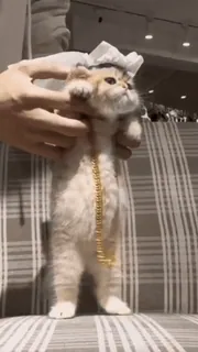 🤩 54e49fdf gato, gatito, lindo, mascota, animal, divertido telegram sticker