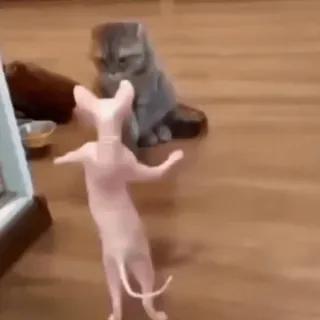 Коты тусовщики @stickroom telegram stickers