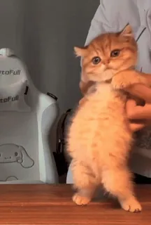 🤩 7482c799 gatito, gato, lindo, animal, mascota, animal doméstico telegram sticker