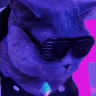 🤩 7ba1270f gato, gafas de sol, cool, mascota, animal, meme, divertido telegram sticker