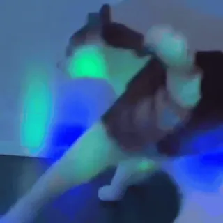 🤩 84f37571 gato, animal, mascota telegram sticker