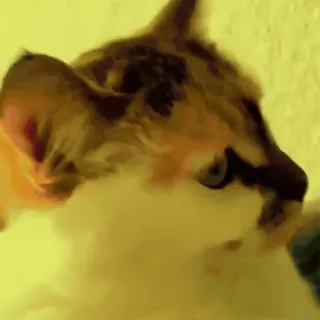 🤩 990ce947 gato, animal, mascota, gatito, animal doméstico, felino telegram sticker