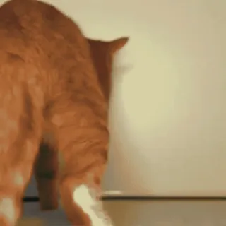 🤩 9b7518ac gato, animal, gato naranja, animal doméstico, mascota telegram sticker