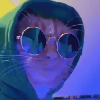 🤩 a141baec gato, animal, sudadera con capucha, gafas de sol, mascota, genial telegram sticker
