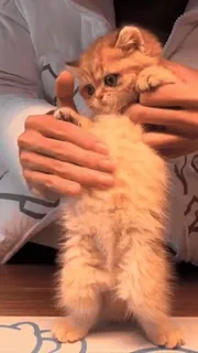 🤩 a82ba964 gato, gatito, mascota, animal, lindo, naranja telegram sticker