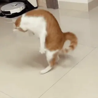 🤩 ae904361 gato, animal, gracioso, de pie, caminando telegram sticker