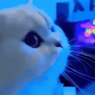 🤩 b499f616 gato, animal, gato blanco, lindo, mascota telegram sticker