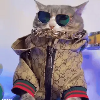 🤩 df7432a7 gato, gafas de sol, chaqueta, guay, mascota, animal, moda, estilo telegram sticker
