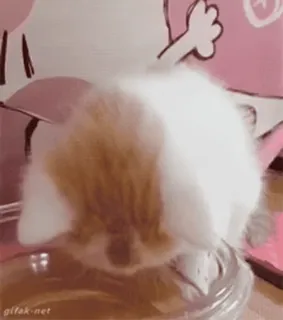 😁 b2027435 Katze, Kätzchen, trinken, Wasser, süß, Tier, Haustier telegram sticker