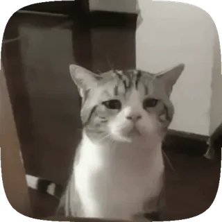 🥺 02ead9db 고양이, 귀여운, 동물, 애완동물, 가축 telegram sticker