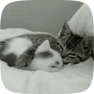 🐾 16e2e555 고양이, 새끼 고양이, 동물, 수면, 귀여운 telegram sticker