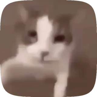 💋 2afc49b3 고양이, 밈, 동물, 애완동물, 웃긴 telegram sticker