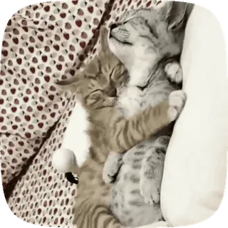 💤 2d79d969 고양이, 새끼 고양이, 자는, 동물, 귀여운 telegram sticker