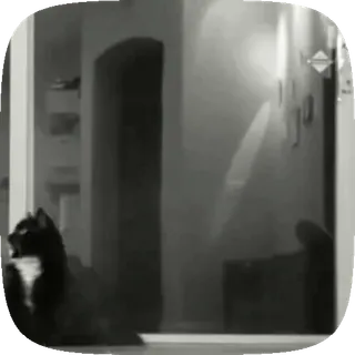 kotiki | ➩ tg: @wexsavi 🐾 whatsapp stickers