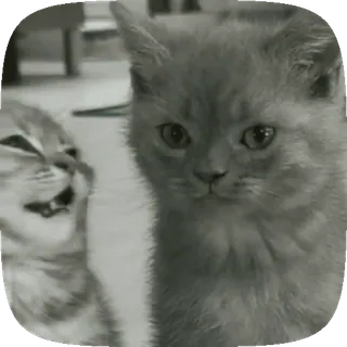 🤍 4c8ebe5a 새끼 고양이, 고양이, 귀여운, 동물, 애완 동물 telegram sticker