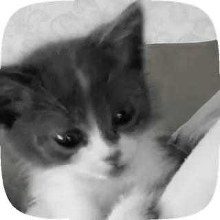 😶 528c24d8 동물, 고양이, 새끼 고양이, 애완 동물, 귀여운, 흑백 telegram sticker