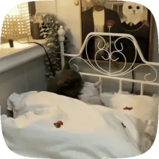 kotiki | ➩ tg: @wexsavi 🐾 telegram stickers