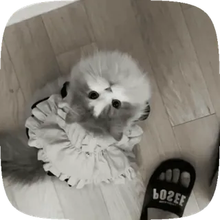 🐈‍⬛ 6c621d35 고양이, 애완동물, 새끼 고양이, 동물, 귀여운 telegram sticker