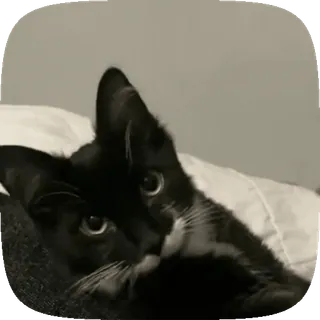 🥴 7a739729 고양이, 애완동물, 턱시도 고양이, 동물, 새끼 고양이 telegram sticker