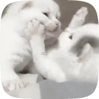 🤍 7bb56550 고양이, 놀이, 동물, 애완 동물 telegram sticker