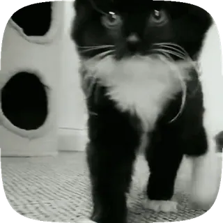 kotiki | ➩ tg: @wexsavi 🐾 whatsapp stickers