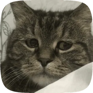 😓 a0a4c866 고양이, 애완동물, 동물, 귀여운, 가축 telegram sticker