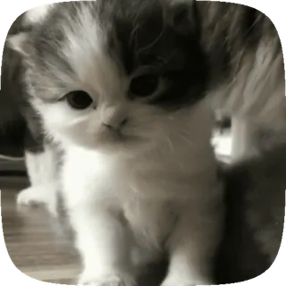 🤧 bd370fe2 새끼 고양이, 귀여운, 고양이, 동물 telegram sticker