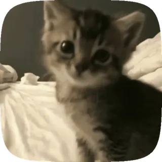 🐾 c4942ec3 고양이, 새끼 고양이, 귀여운, 동물, 애완 동물 telegram sticker